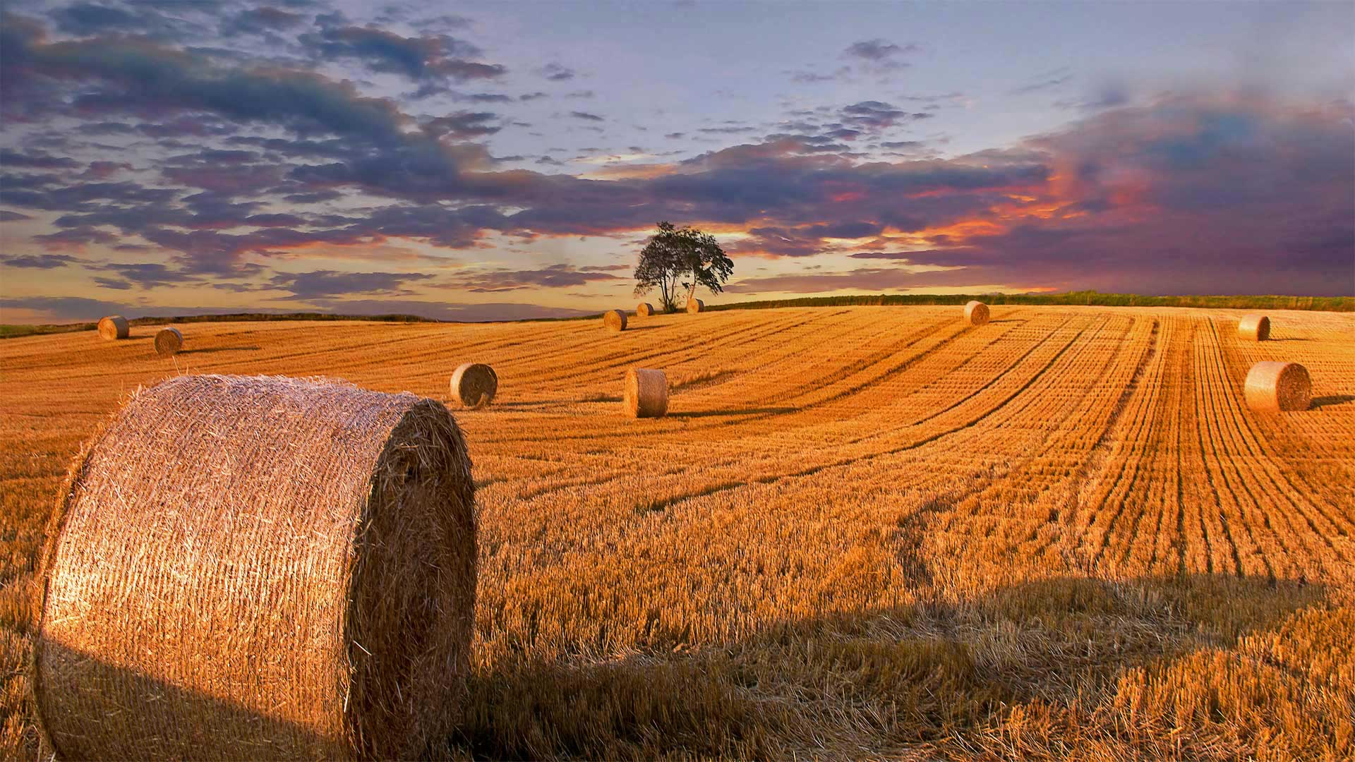 Hay bales in a field in Jutland, Denmark - Nick Brundle Photography/Getty Images)
