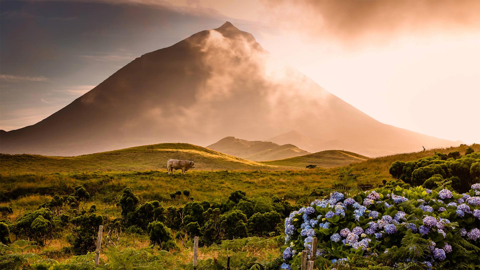 A bull in the foothills of Mount Pico on Pico Island in the Portuguese archipelago of the Azores  - Atmo-Sphere/Getty Images)