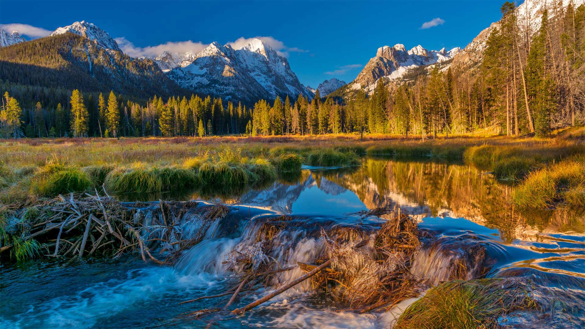 Beaver dam in the Sawtooth National Forest, Idaho - Charles Knowles/Alamy)