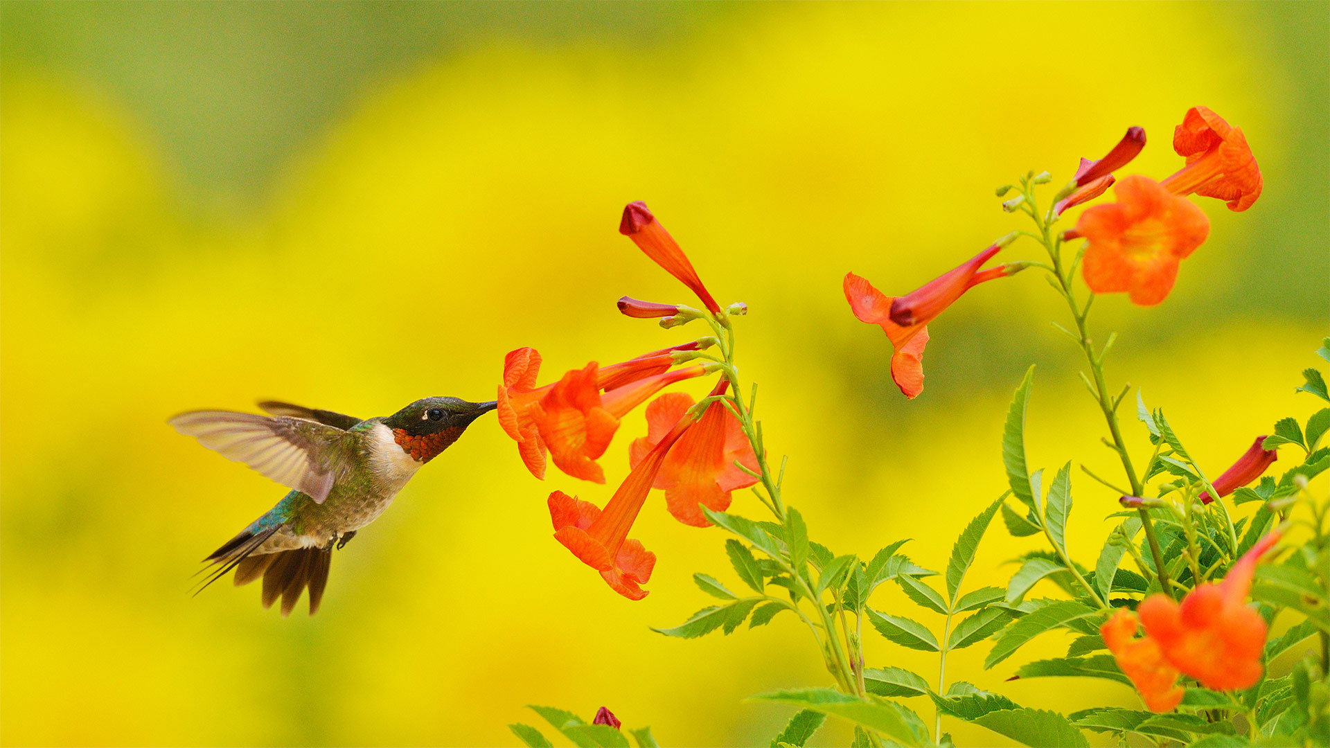 Ruby-throated hummingbird feeding on yellow bells in the Texas Hill Country - Rolf Nussbaumer/Danita Delimont)