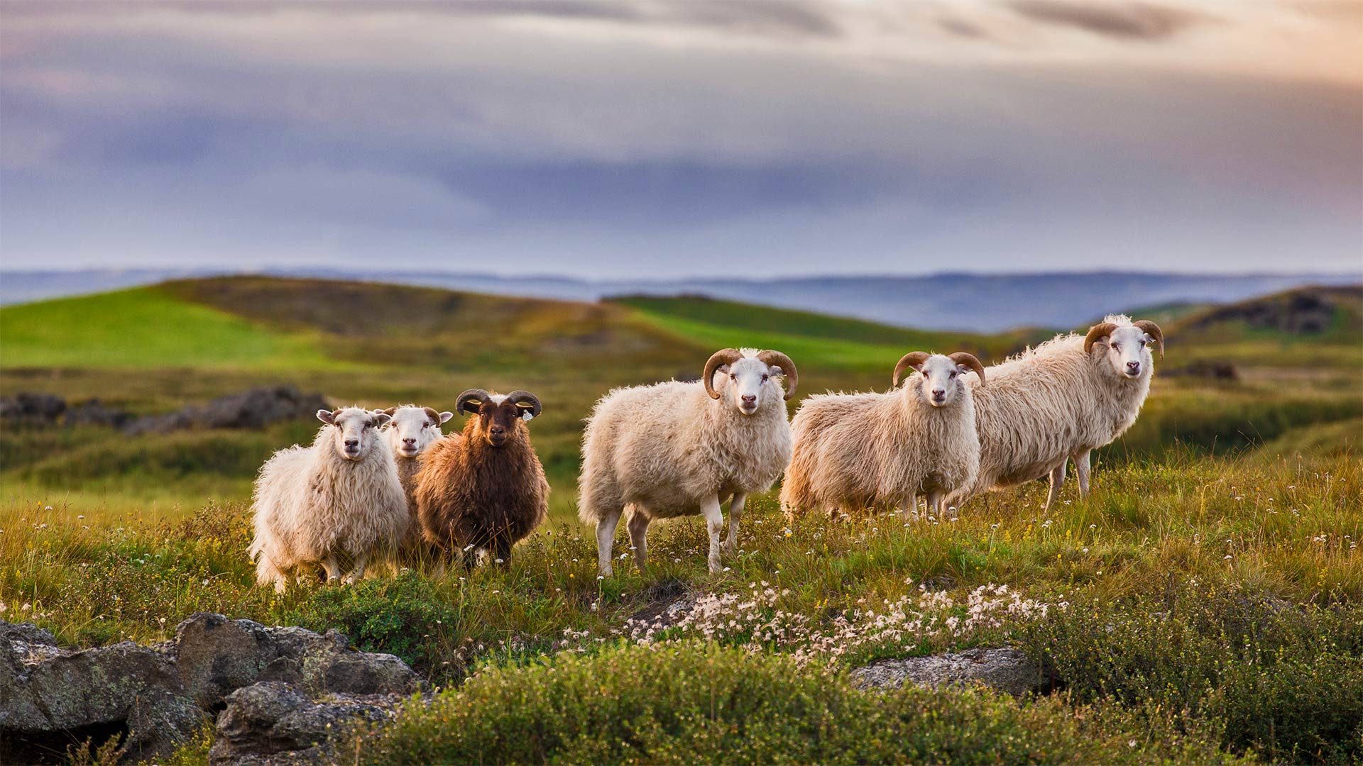 Icelandic sheep ready for réttir - Pieter Tytgat/Getty Images)