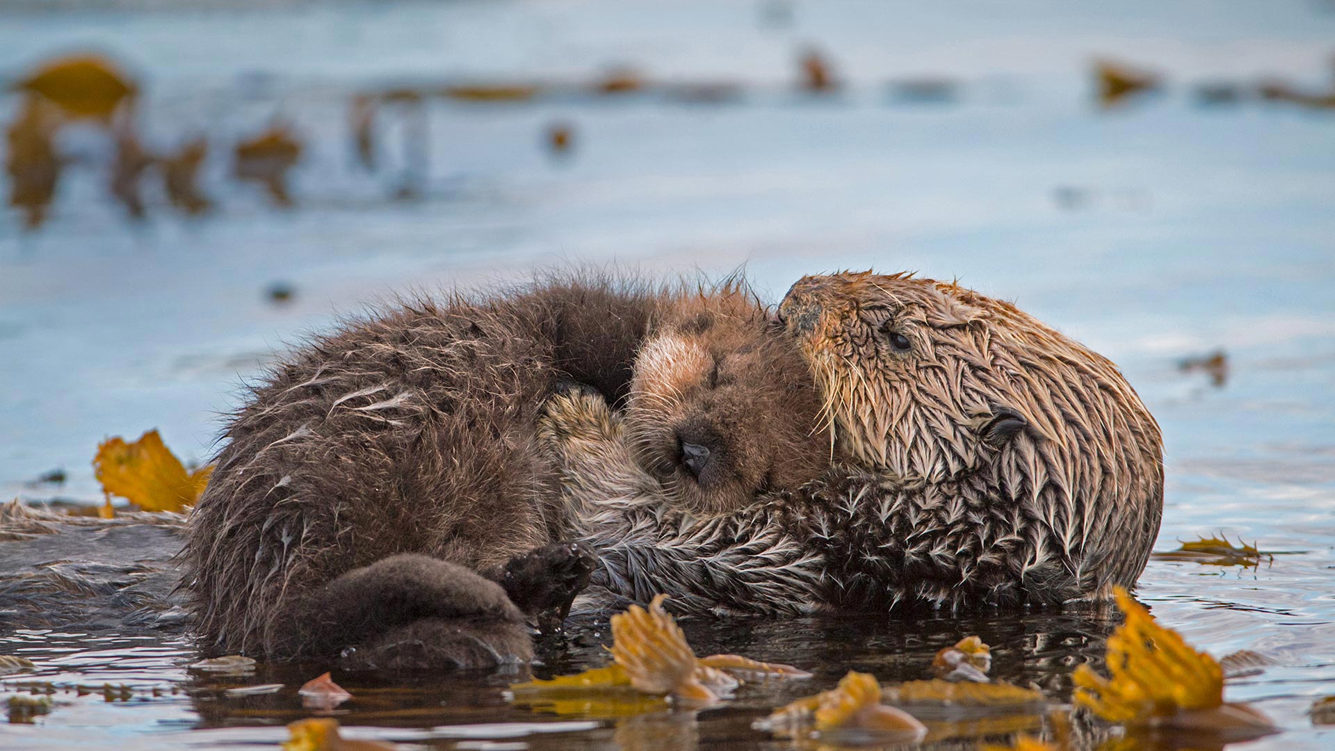 Sea otter mother and newborn pup in Monterey Bay, California - Suzi Eszterhas