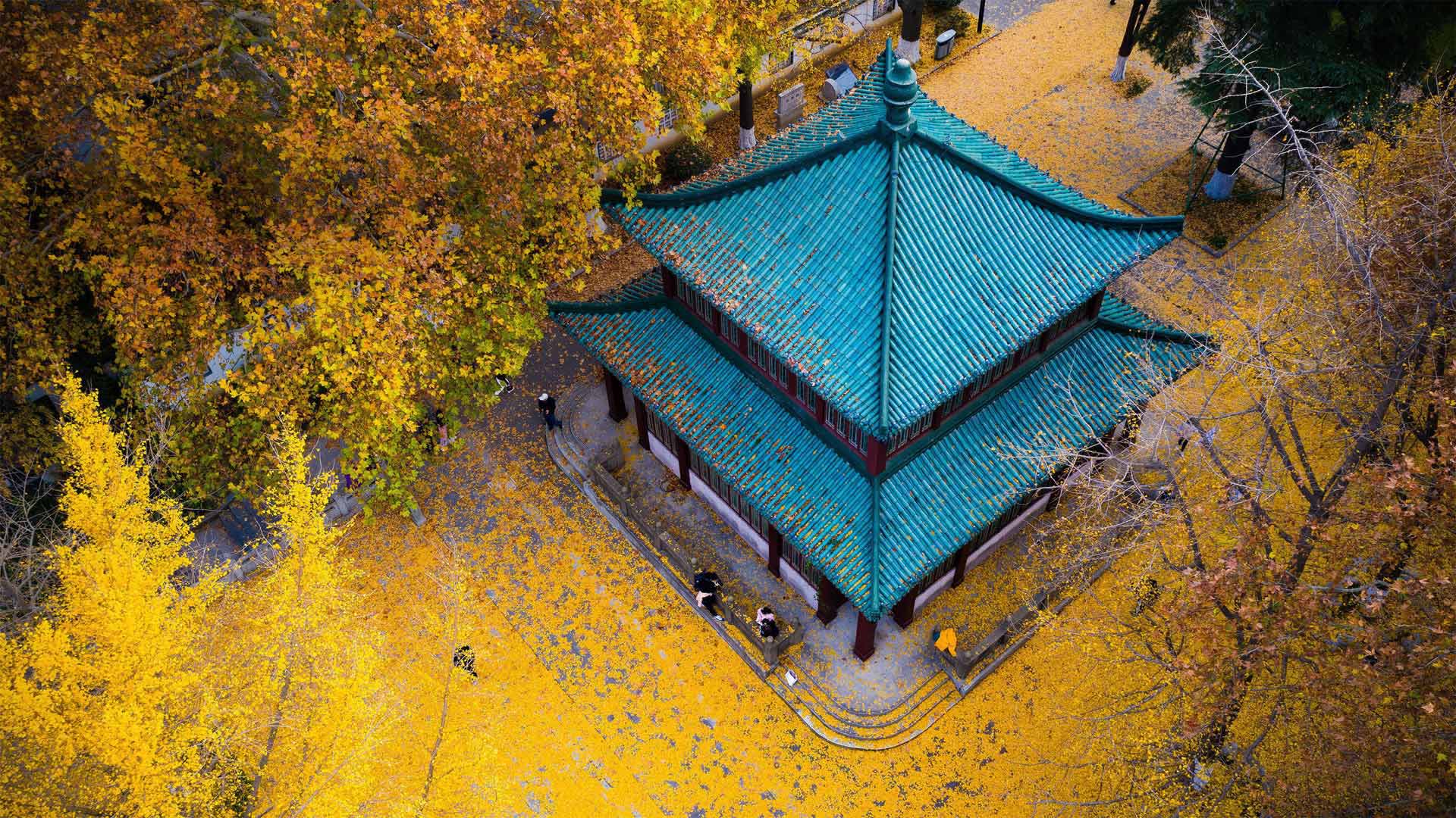 Golden ginkgo leaves at Xuanwu Lake Park in Nanjing, Jiangsu province, China - SIPA Asia/ZUMA Wire/Alamy)