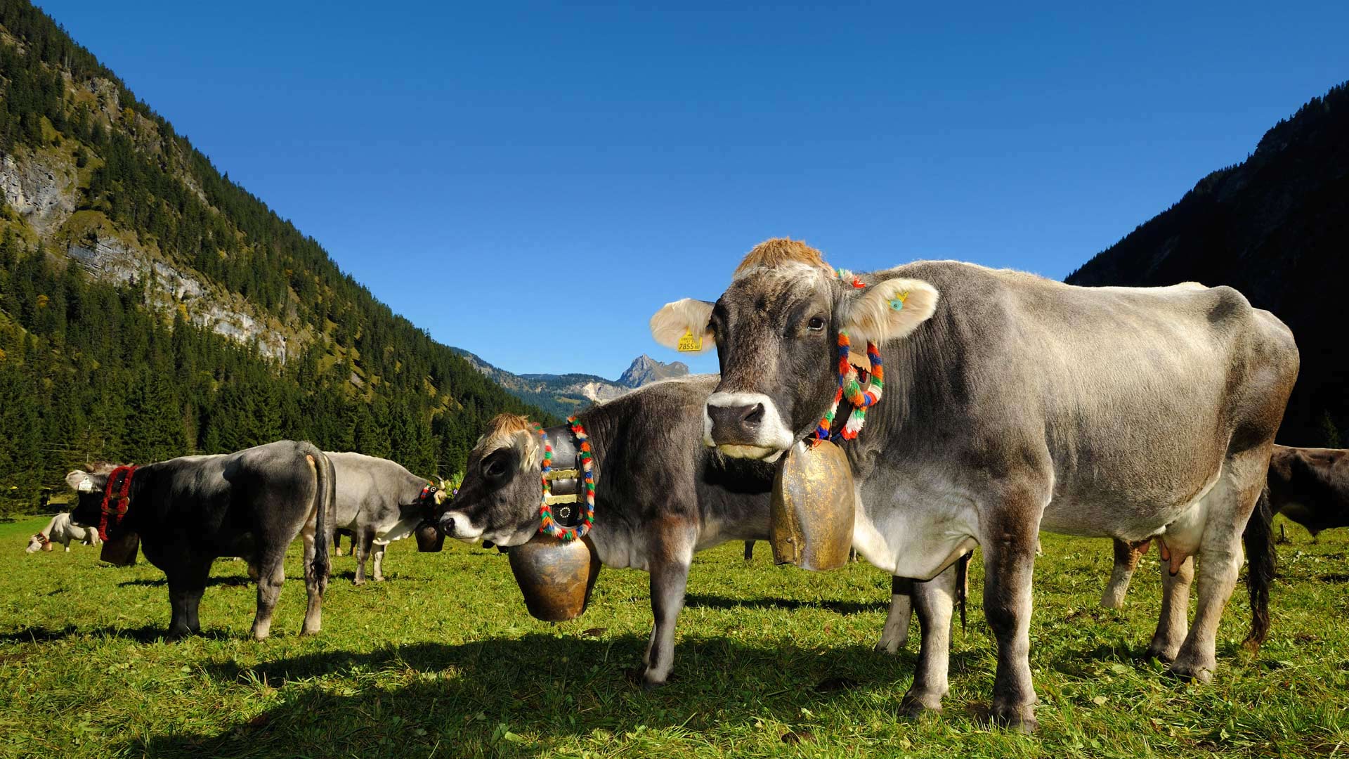 Cows decorated for the Almabtrieb in Tannheimer Tal, a valley in Tyrol, Austria - Hans Lippert/Alamy)