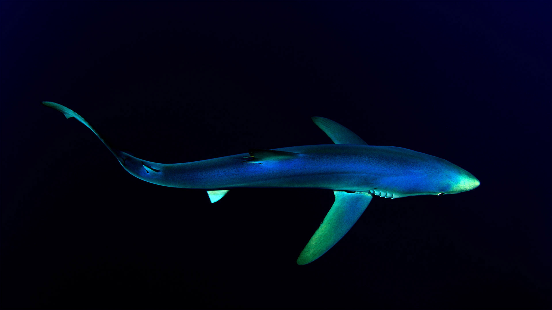 Blue shark near the Azores in the North Atlantic Ocean - Nuno Sa