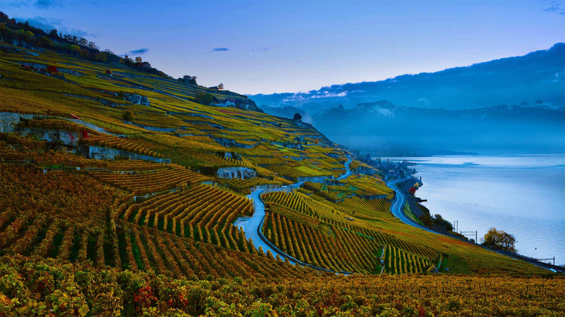 Steeply terraced vineyards of the Lavaux region on the shores of Lake Geneva, Switzerland - Yves Marcoux/plainpicture)