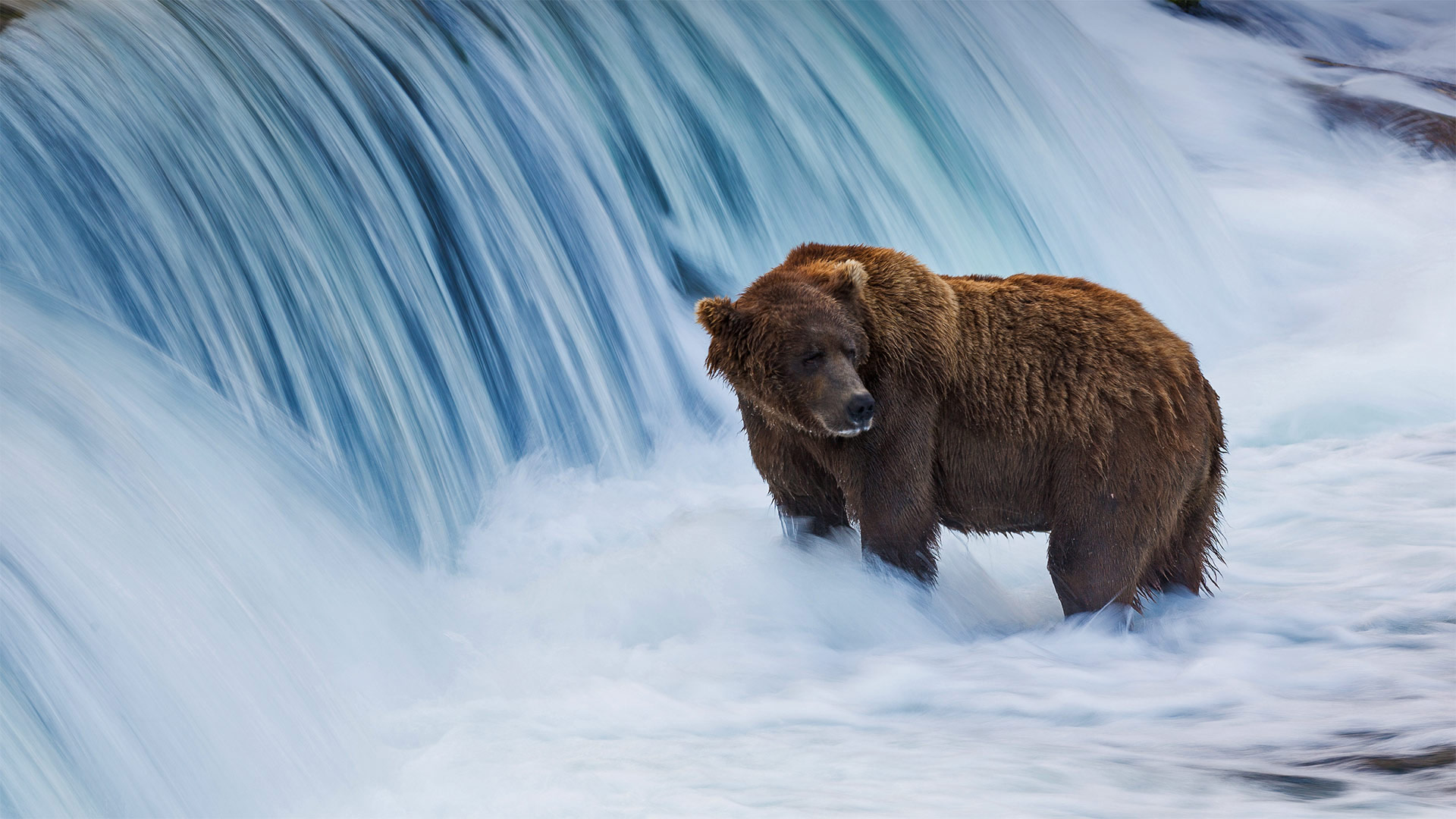 Brown bear in the Brooks River, Katmai National Park and Preserve, Alaska - littleting/Pradthana Jarusriboonchai/Getty Images)