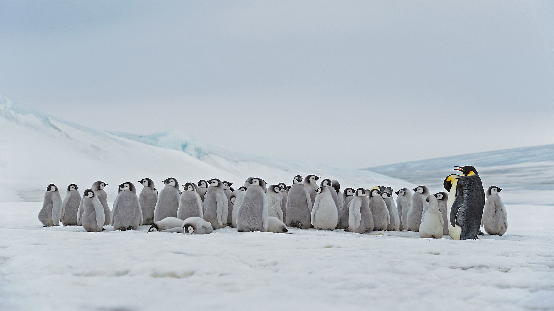 Emperor penguin adults and chicks at the Snow Hill Island rookery, Antarctica - Martin Ruegner/Getty Images)