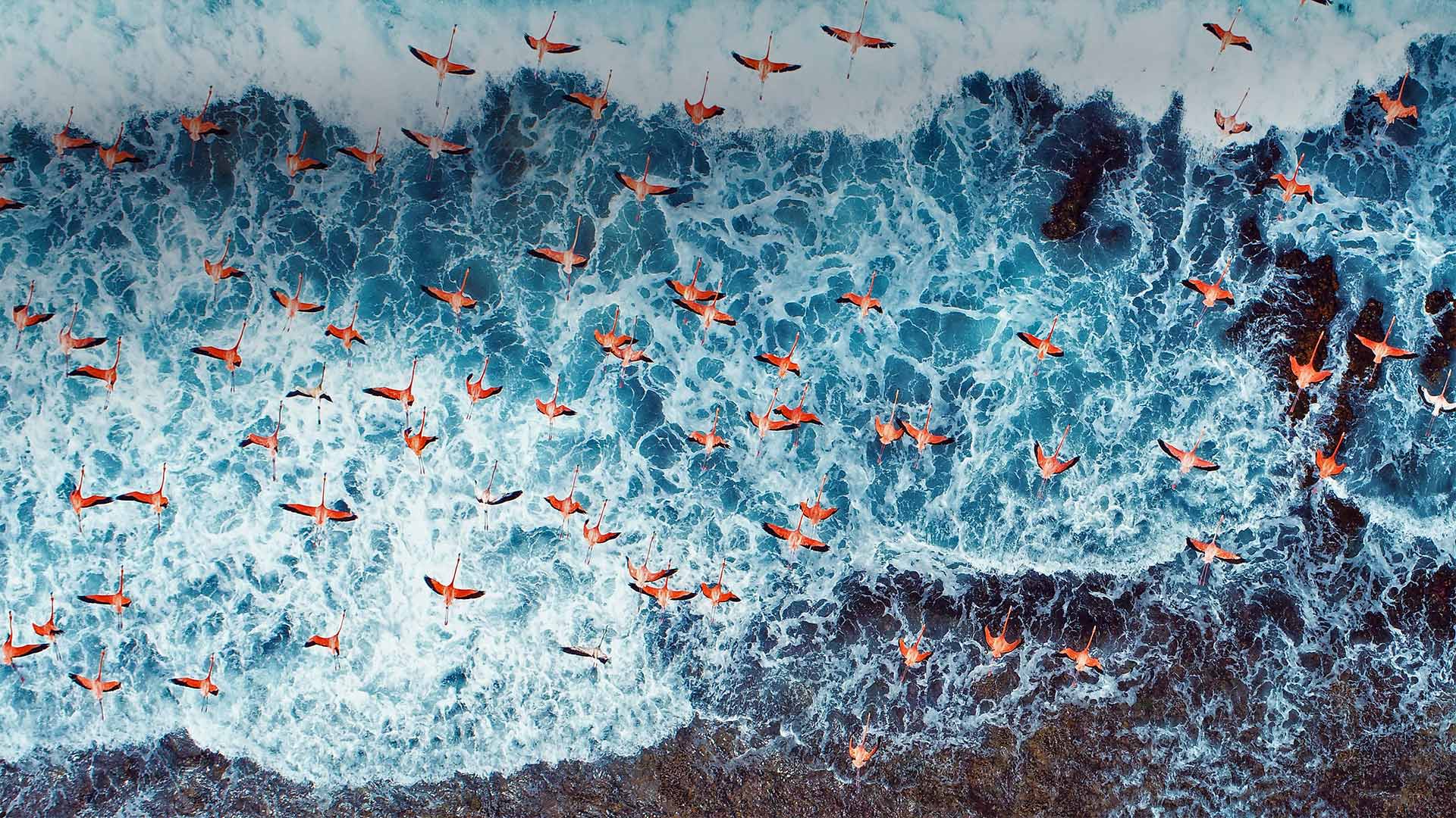 Aerial view of American flamingos flying over Los Roques Archipelago National Park, Venezuela - Cristian Lourenco/Getty Images)