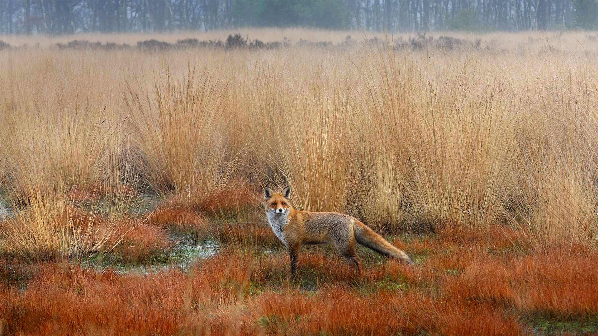 Red fox in the Netherlands - Wim Weenink