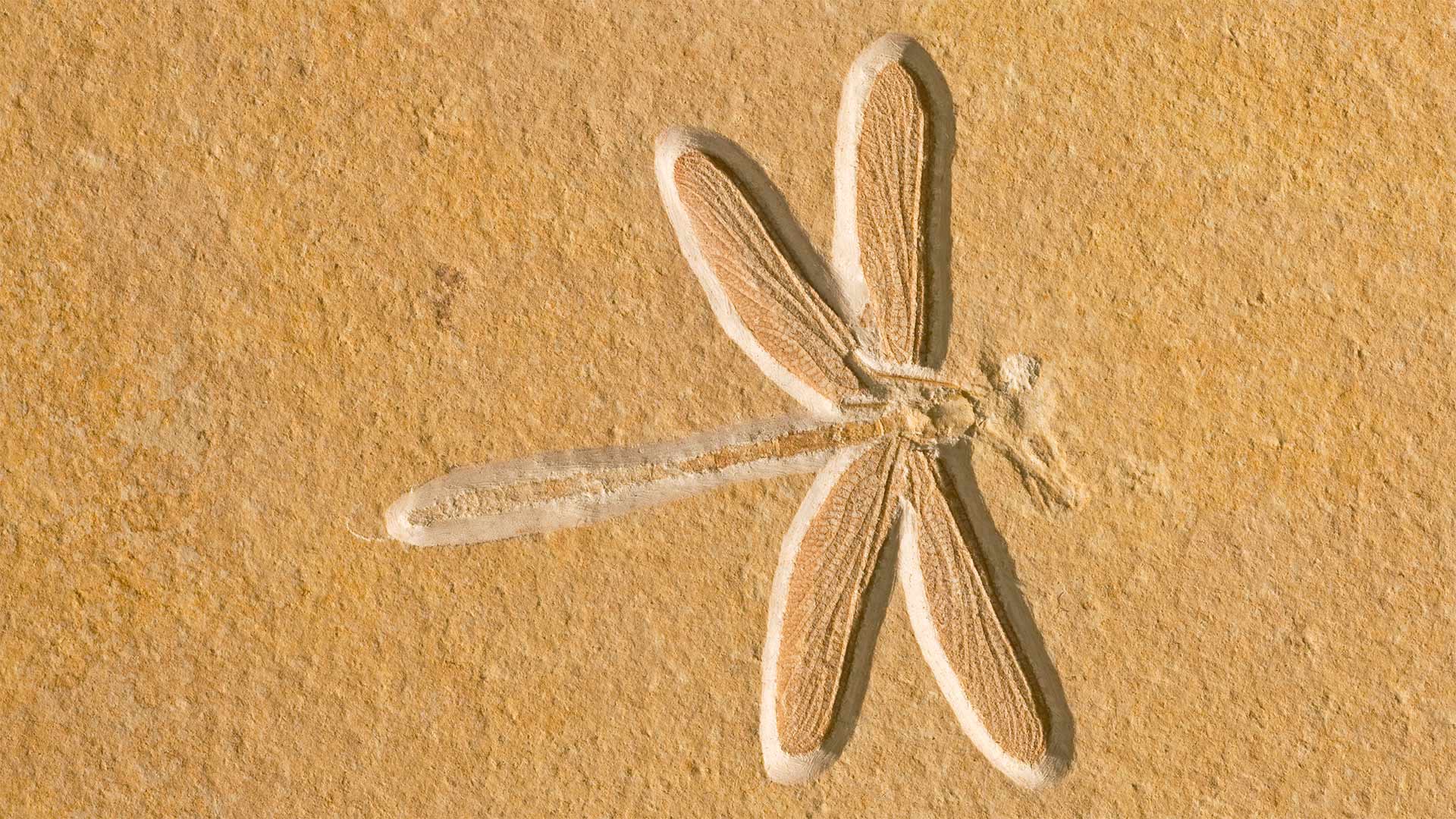 Dragonfly fossil, about 150 million years old, in Solnhofen, Bavaria, Germany - Ingo Arndt
