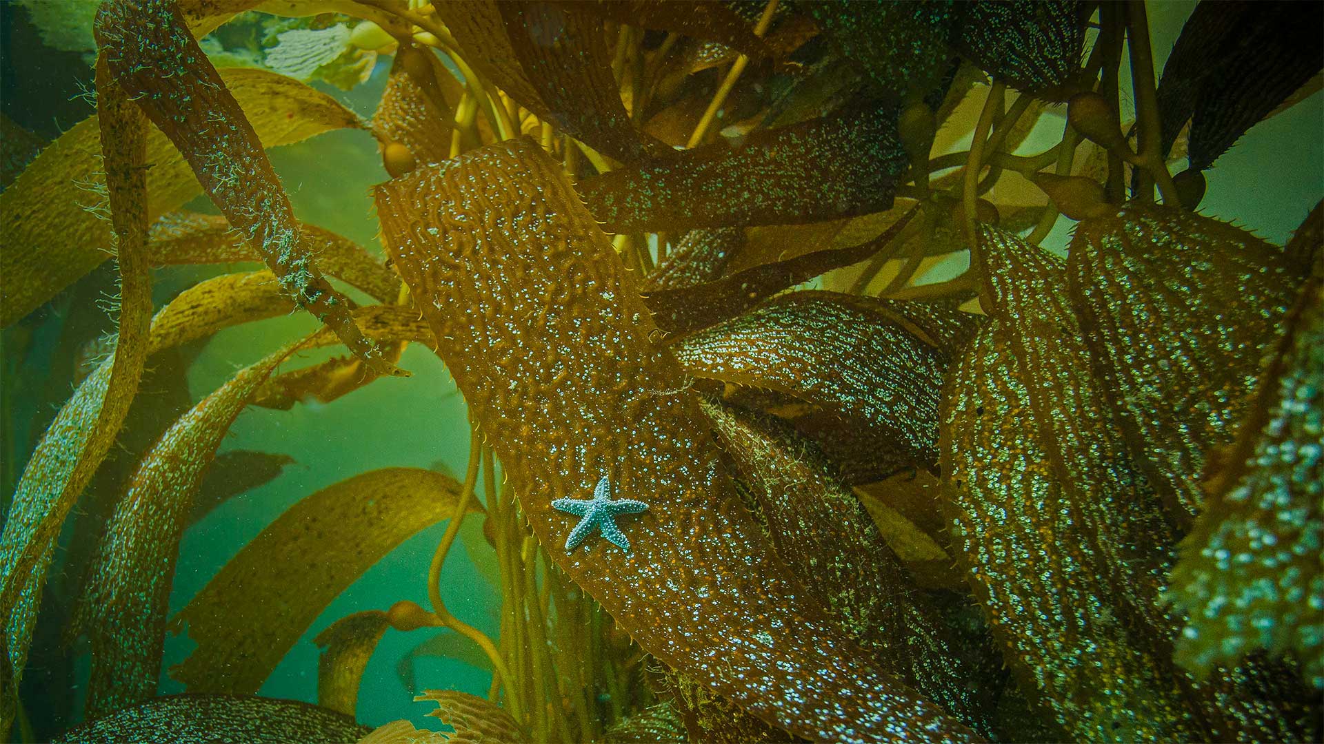 Ochre sea star on kelp off the coast of California - Ralph Pace