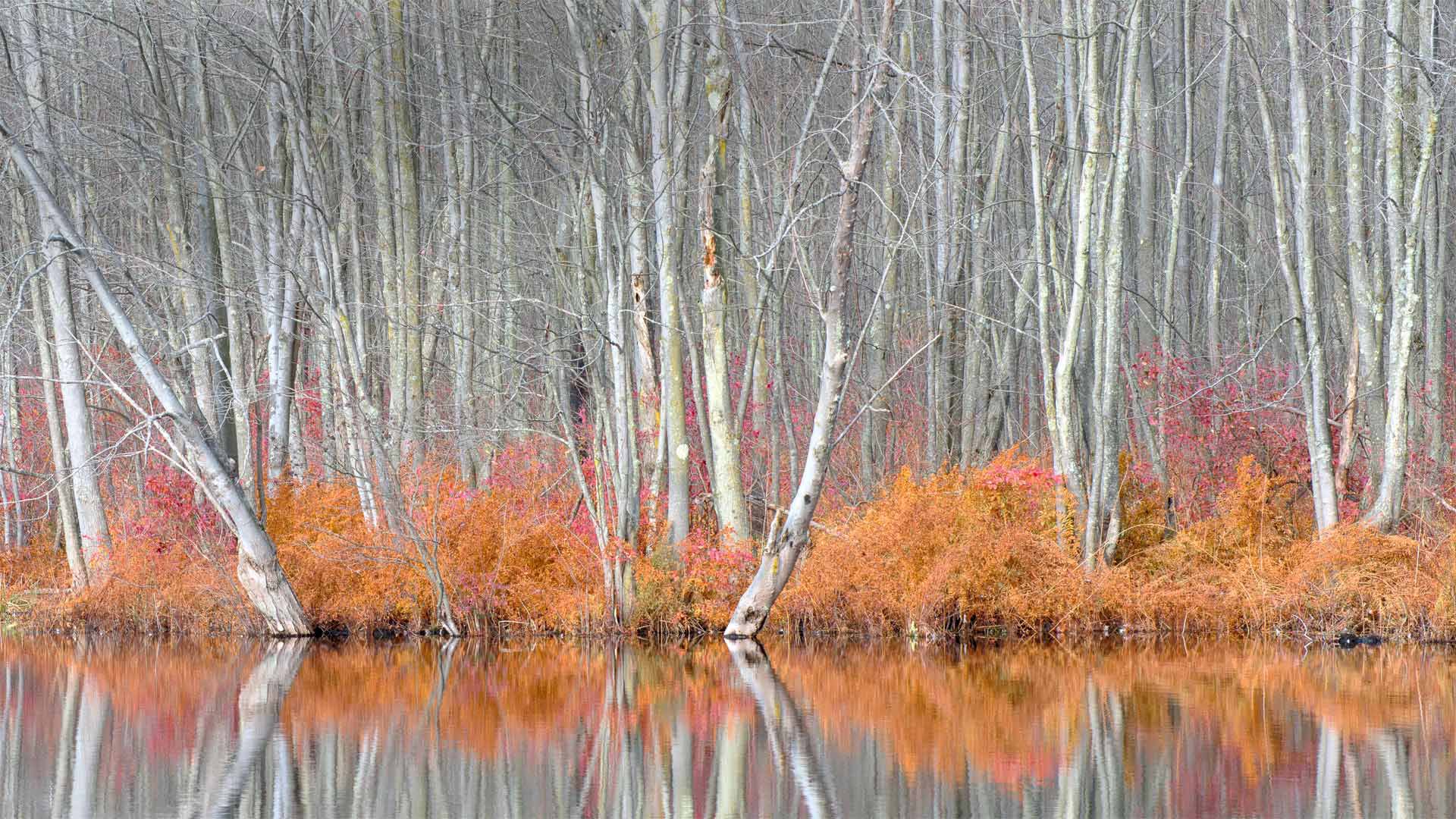 Bare trees and autumn ferns in Beaver Lake Nature Center, New York - Chris Murray/Alamy)