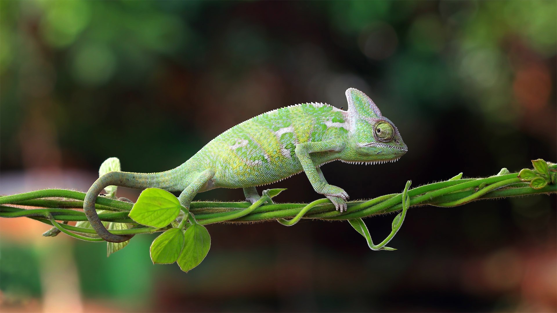 Chameleon walking on a plant, Indonesia - SnapRapid/Offset by Shutterstock)