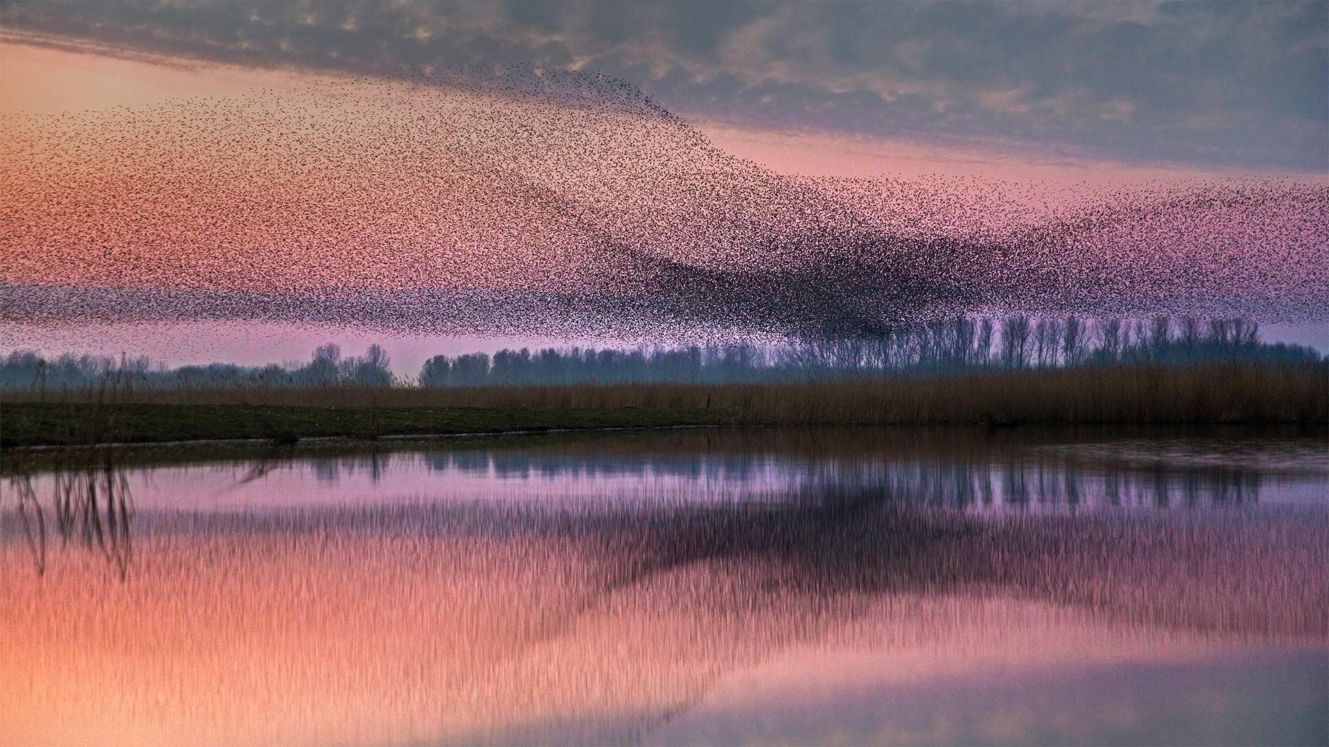 Starlings flock over Lauwersmeer National Park, Netherlands - Frans Lemmens/Alamy)