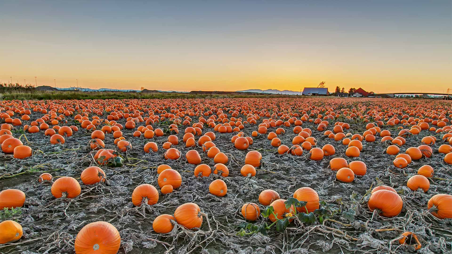 A pumpkin patch in British Columbia, Canada - James Chen/Shutterstock)