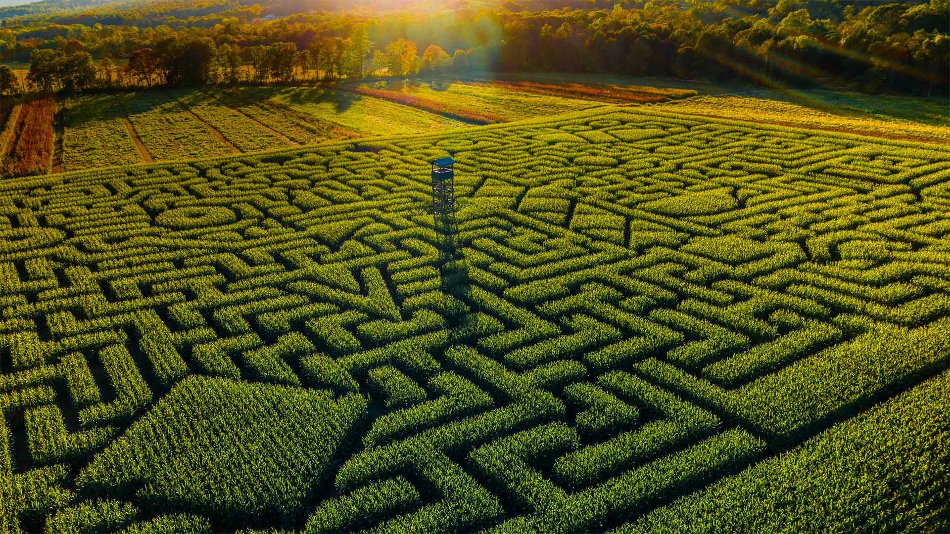 Mazezilla corn maze at Klingel's Farm in Pennsylvania - Alex Potemkin/Getty Images)