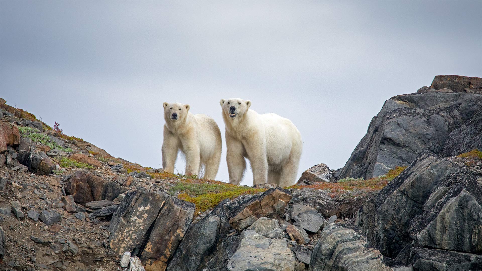 Polar bears in Torngat Mountains National Park, Canada - Cavan Images/Offset by Shutterstock)