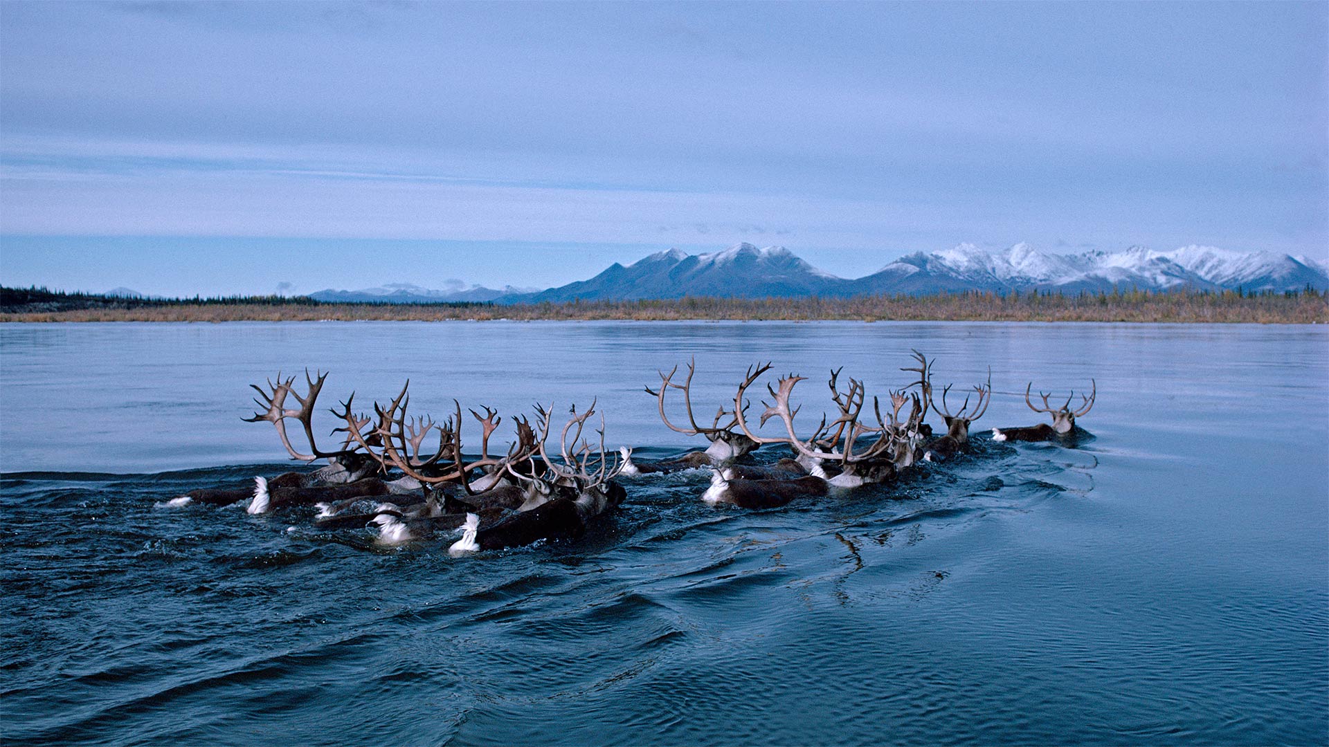 Caribou swimming across Alaska's Kobuk River during fall migration - Michio Hoshino