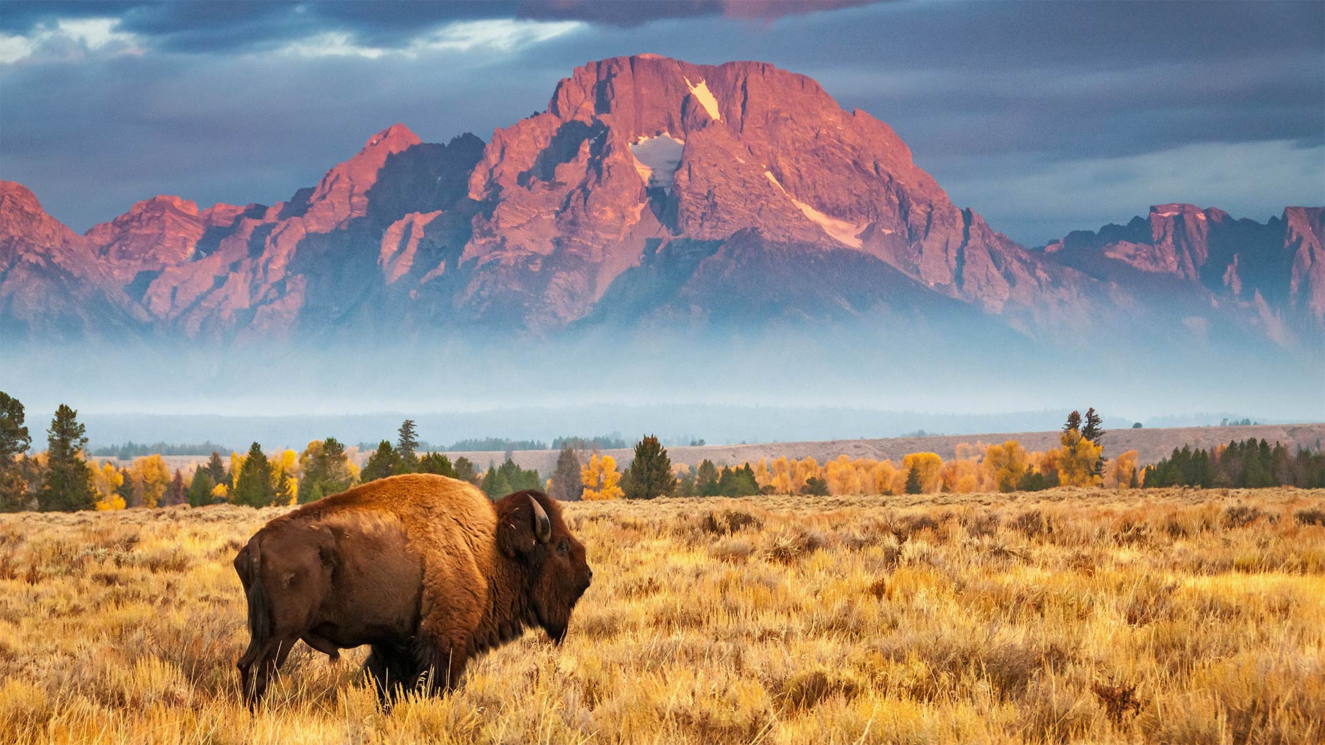 Bison in Grand Teton National Park, Wyoming - Brian Evans/Getty Images)
