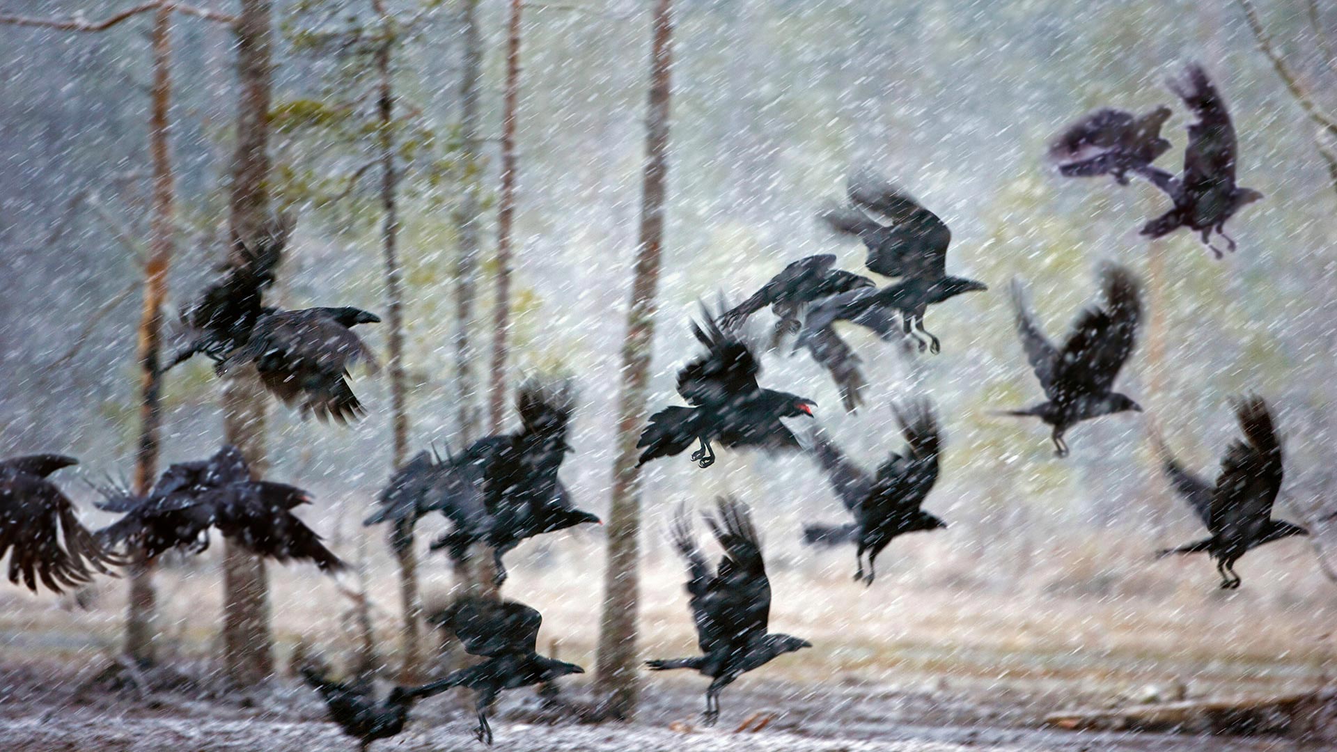 Ravens in a snowstorm near Kuhmo, Finland - Frans Lemmens/Alamy)