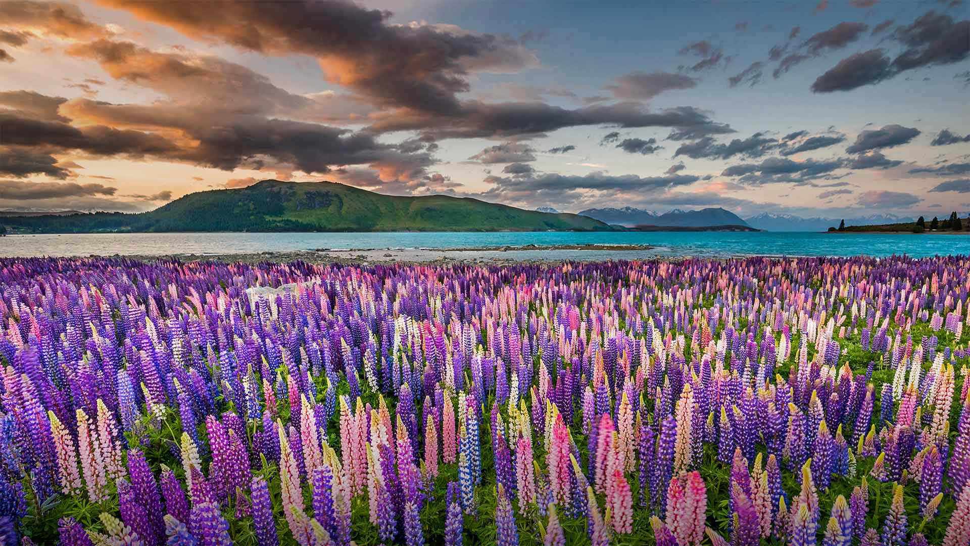 Lupines on the shores of Lake Tekapo in New Zealand - Stanislav Kachyna/Shutterstock)