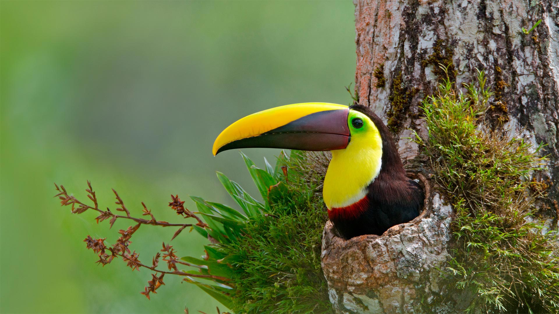 Chestnut-mandibled toucan nesting in the cavity of a tree, Costa Rica - Greg Basco