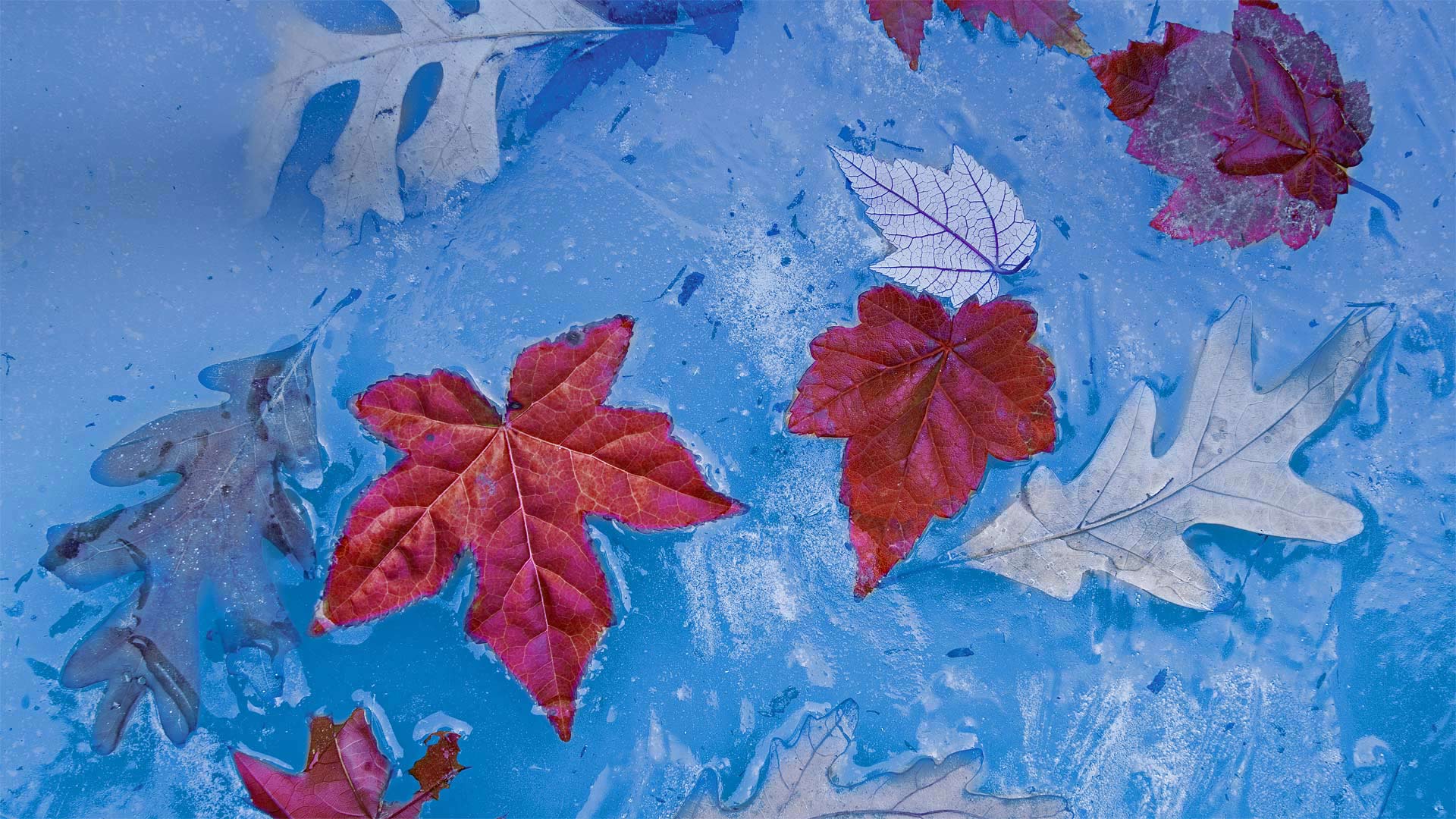 Autumn leaves frozen in ice, Price Lake, Julian Price Memorial Park, Blue Ridge Parkway, North Carolina - Richard Bernabe/Offset by Shutterstock)