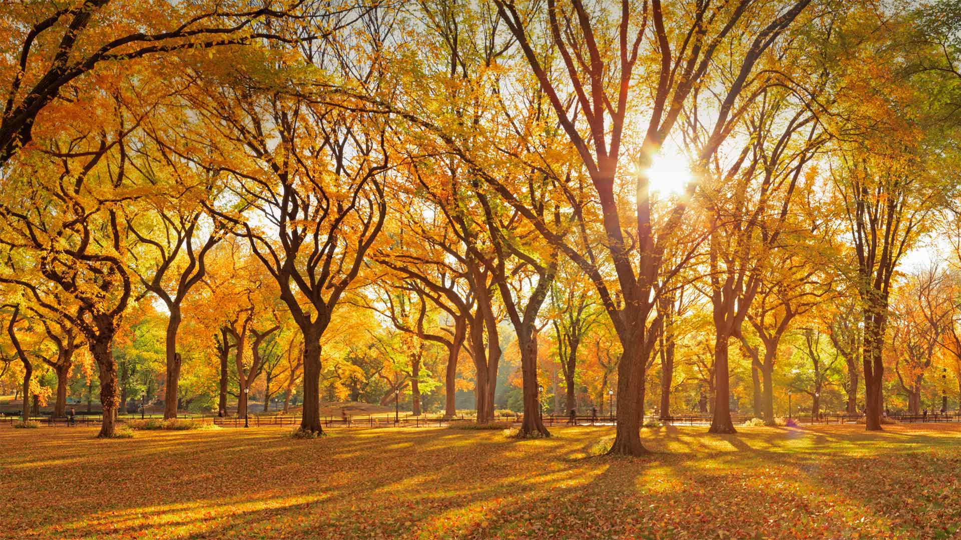 A grove of American elm trees at Central Park's Mall, New York City - AWL Images/Danita Delimont)