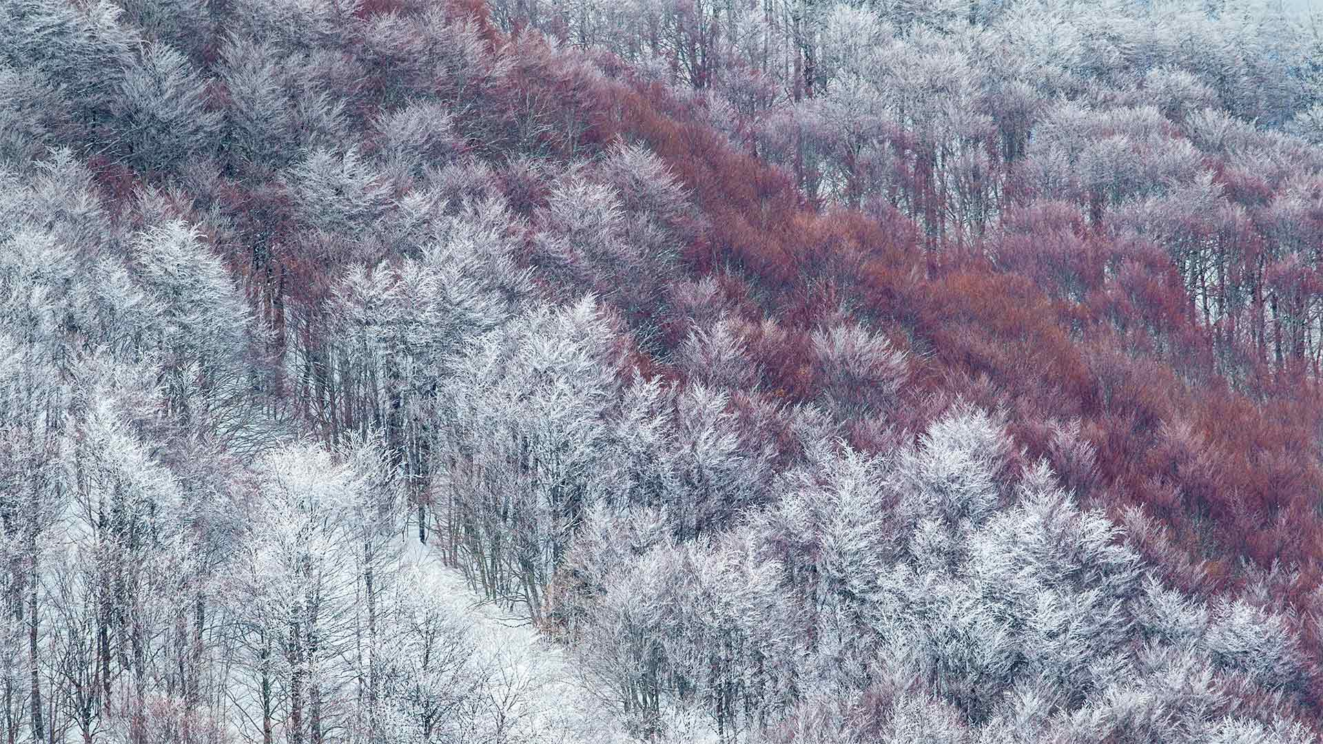 Partly snow-covered slope in Val Cervara, an old-growth beech forest, Abruzzo, Italy - Bruno D'Amicis
