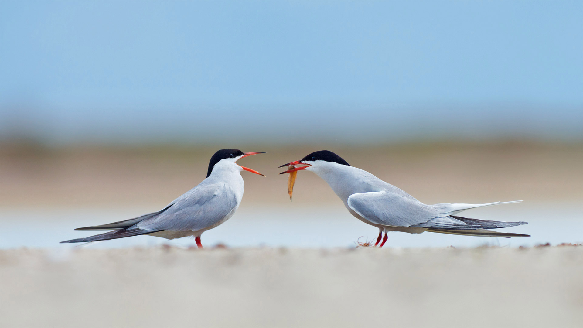 Common terns sharing a small fish - Ryzhkov Sergey/Shutterstock)