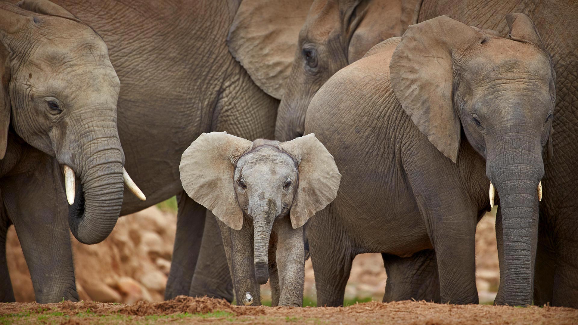 African savanna elephants in Addo Elephant National Park, South Africa - Robert Harding/Alamy)