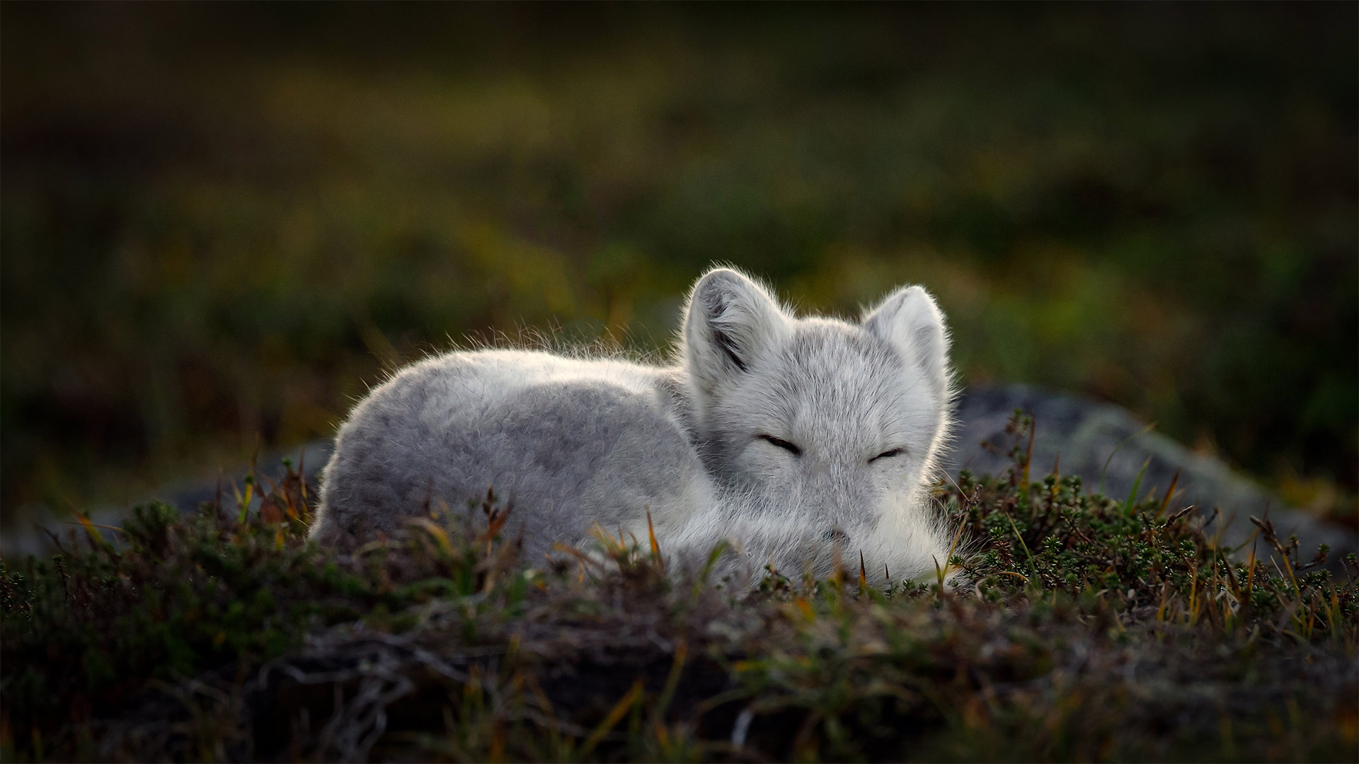 Sleeping Arctic fox - Menno Schaefer/Getty Images)