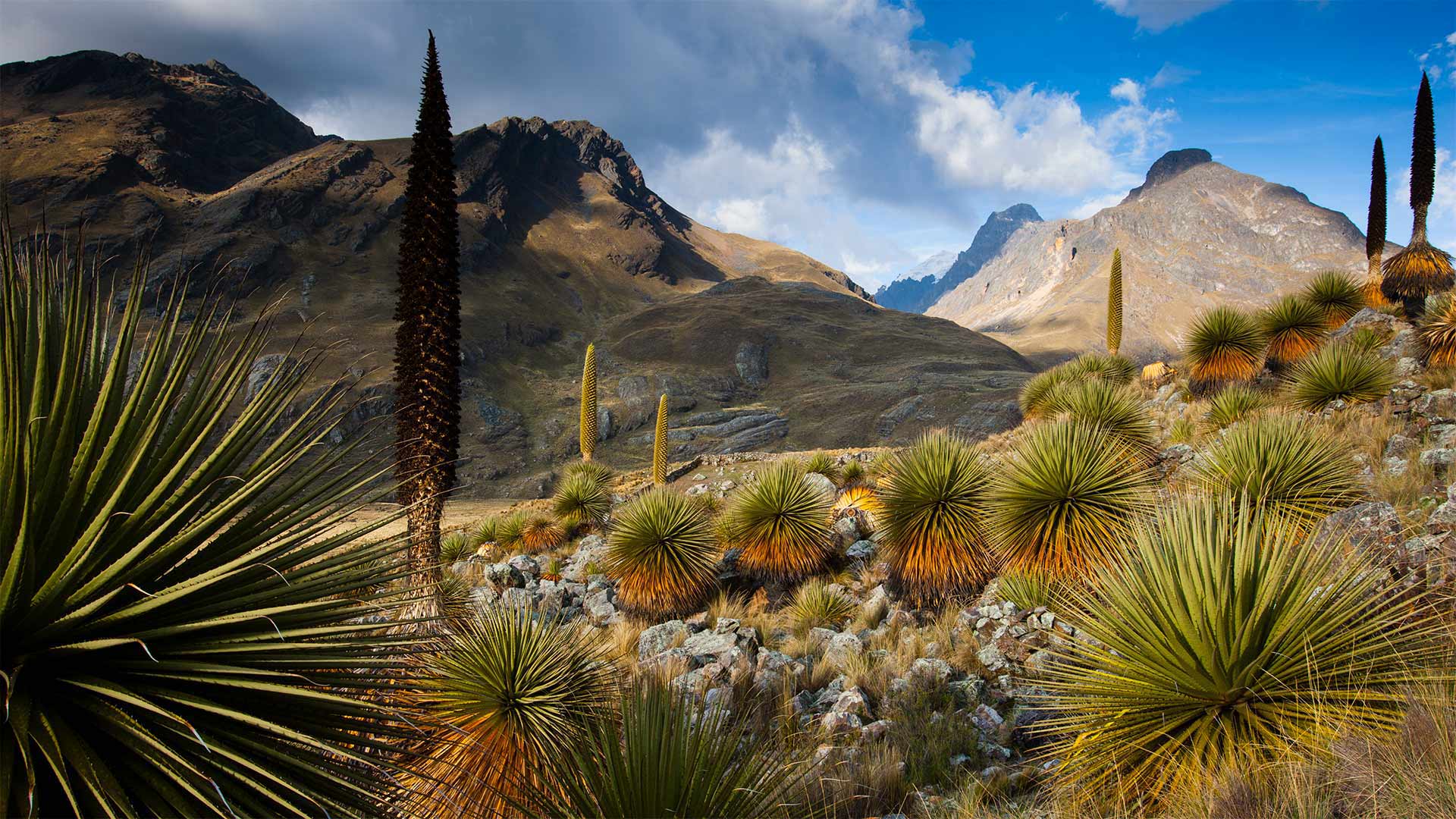 Queen of the Andes plants with the Cordillera Blanca massif in the background, Peru - Cyril Ruoso