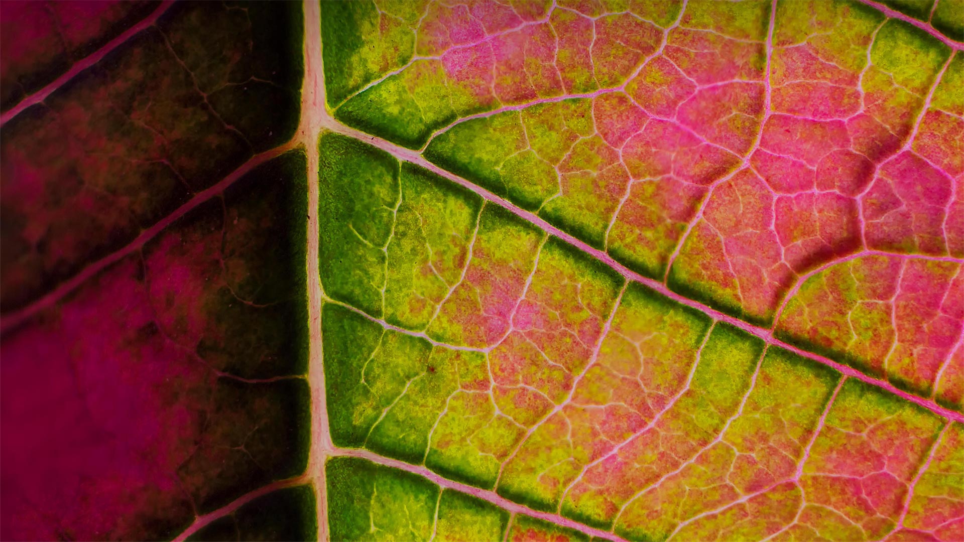 Poinsettia leaf close-up - Charles Floyd/Alamy)