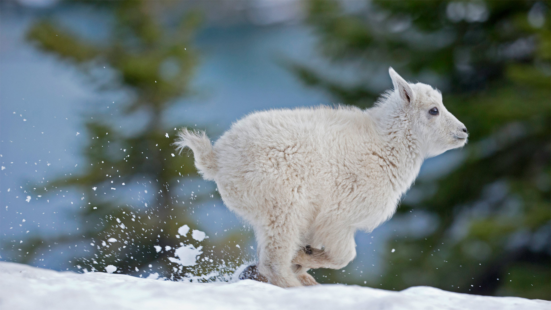 Mountain goat kid in western Montana - Donald M. Jones