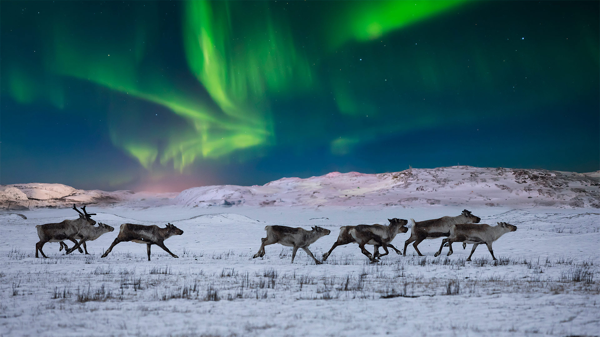 Northern lights and wild reindeer on the tundra in Norway - Anton Petrus/Getty Images)