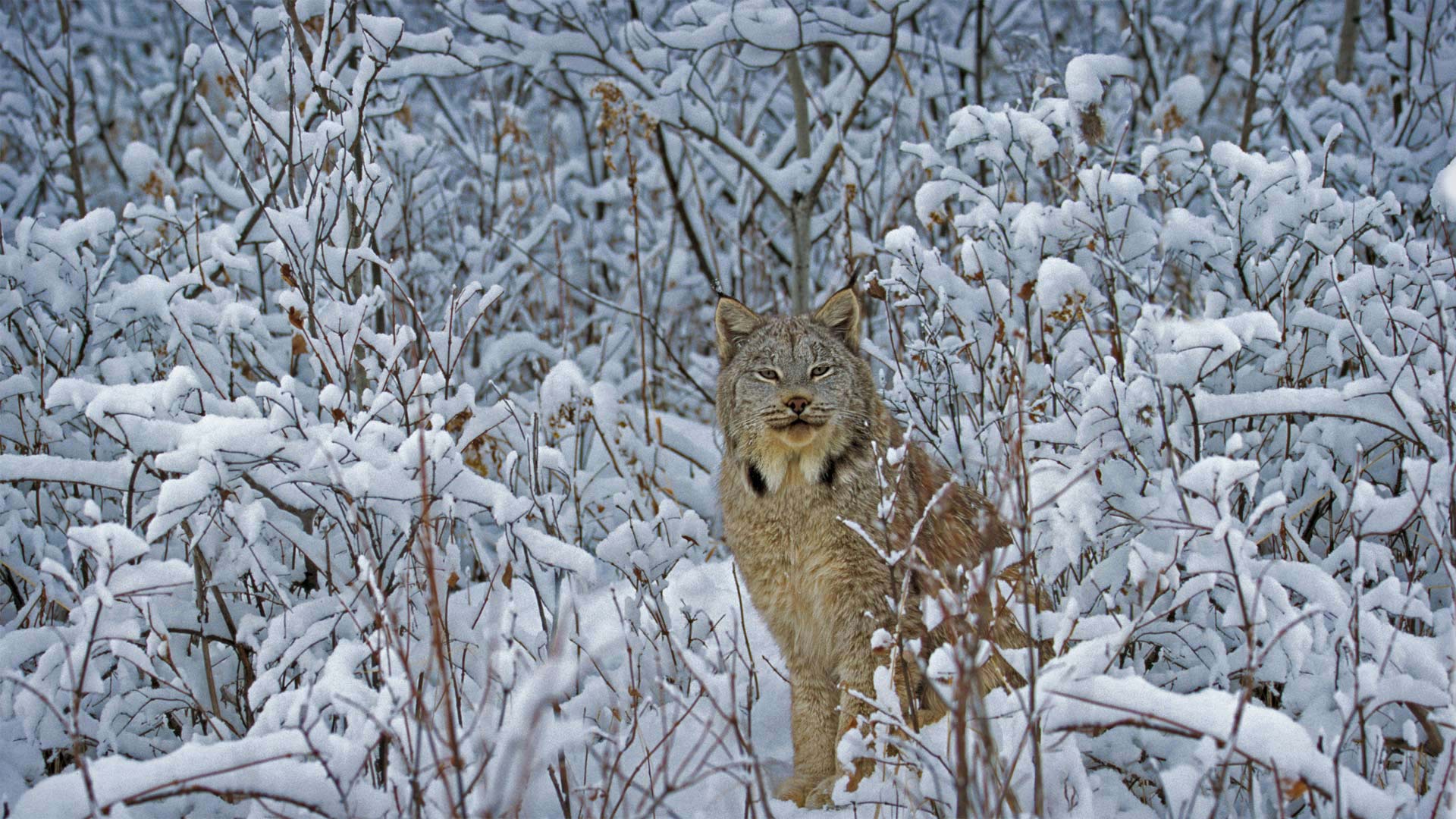 Canada lynx in Montana - Alan and Sandy Carey
