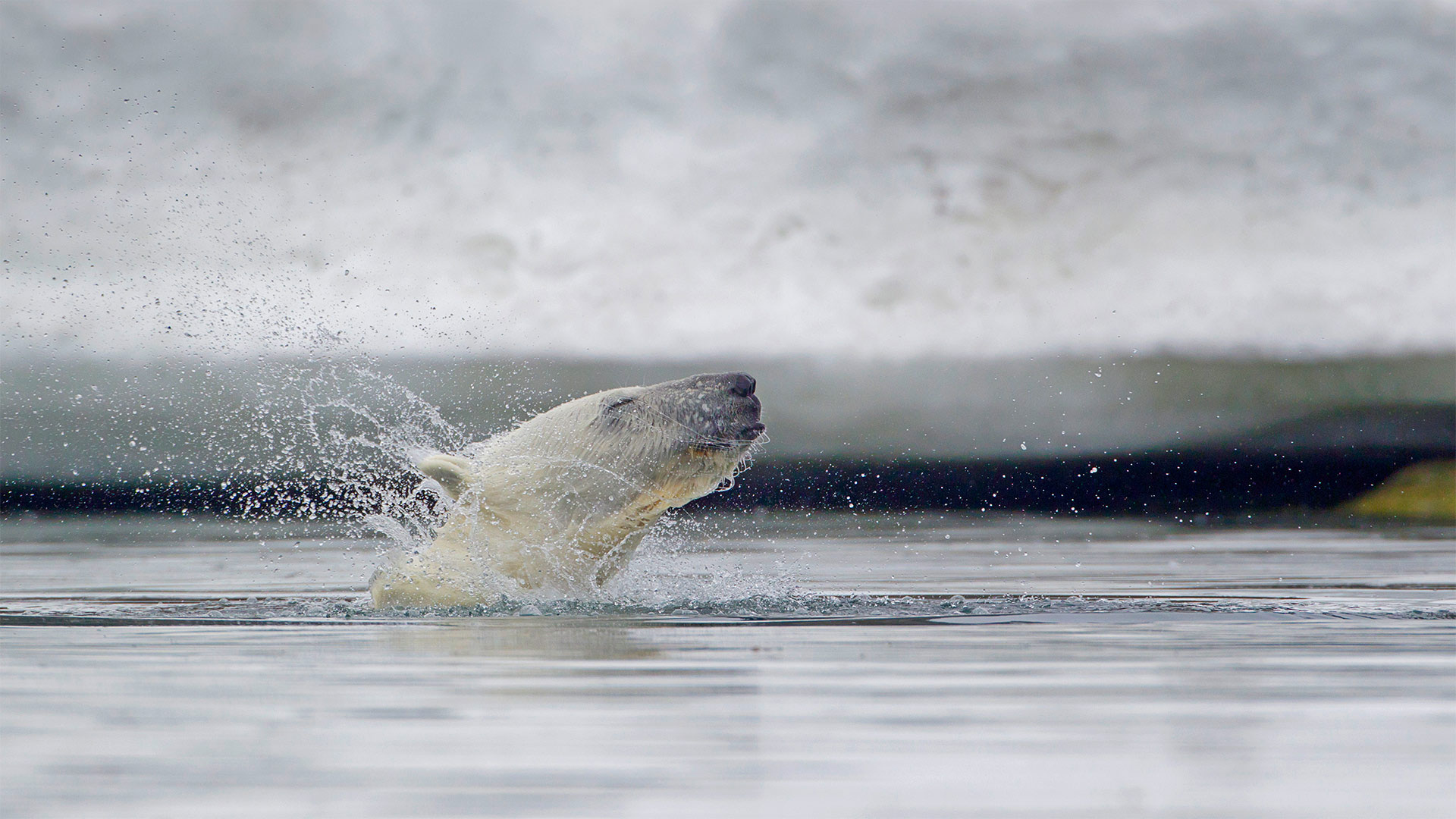 Polar bear in waters off Svalbard, Norway - Westend61/Getty Images)