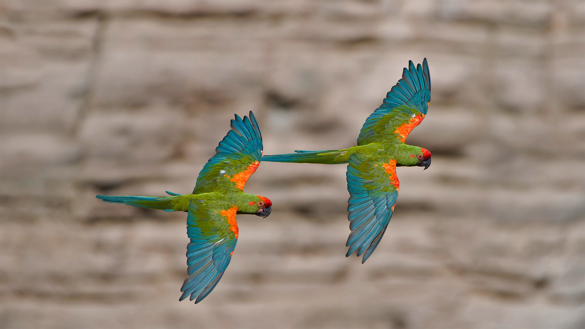 Red-fronted macaws in Omerque, Cochabamba, Bolivia - Bernard Castelein