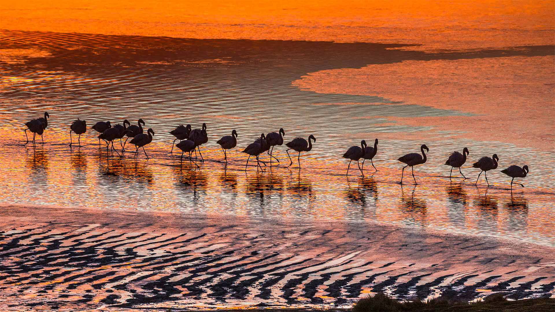 Flamingos in the Eduardo Avaroa Andean Fauna National Reserve in Bolivia - Art Wolfe/Danita Delimont)