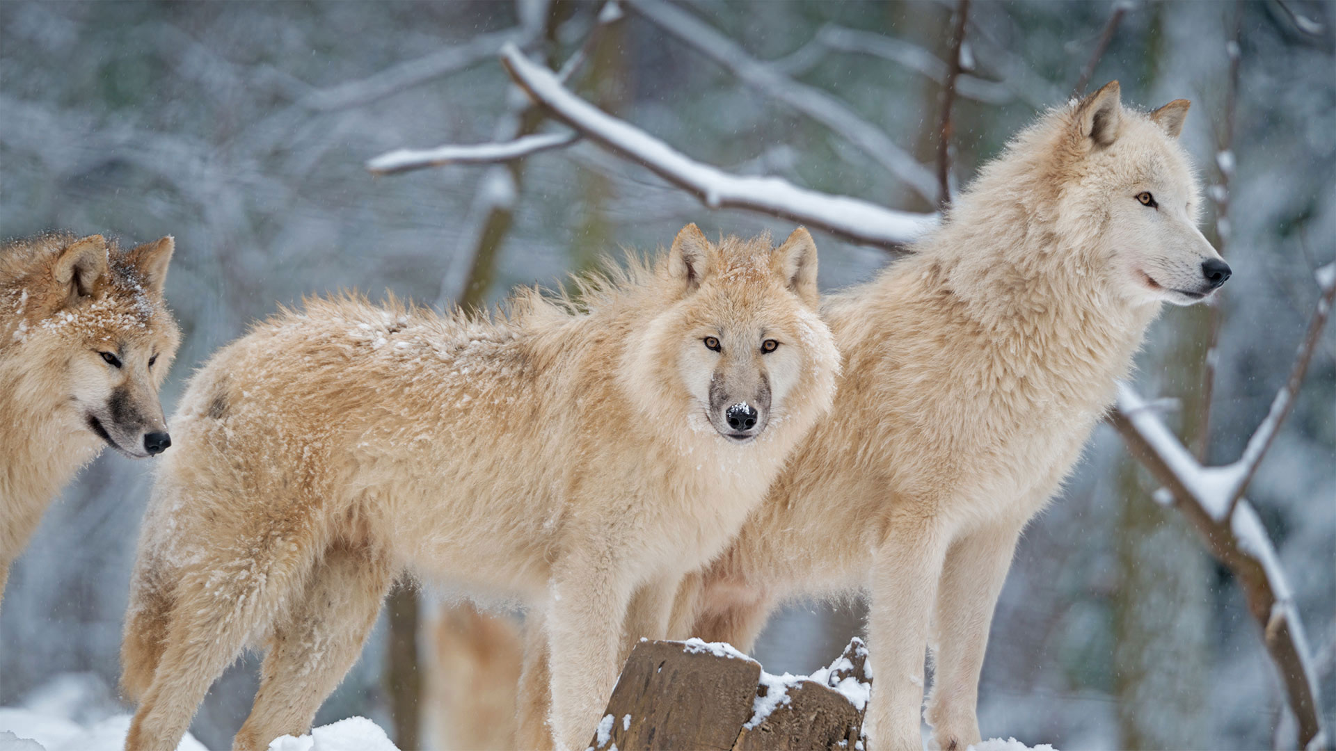 Arctic wolf family in Canada - 4FR/Getty Images)