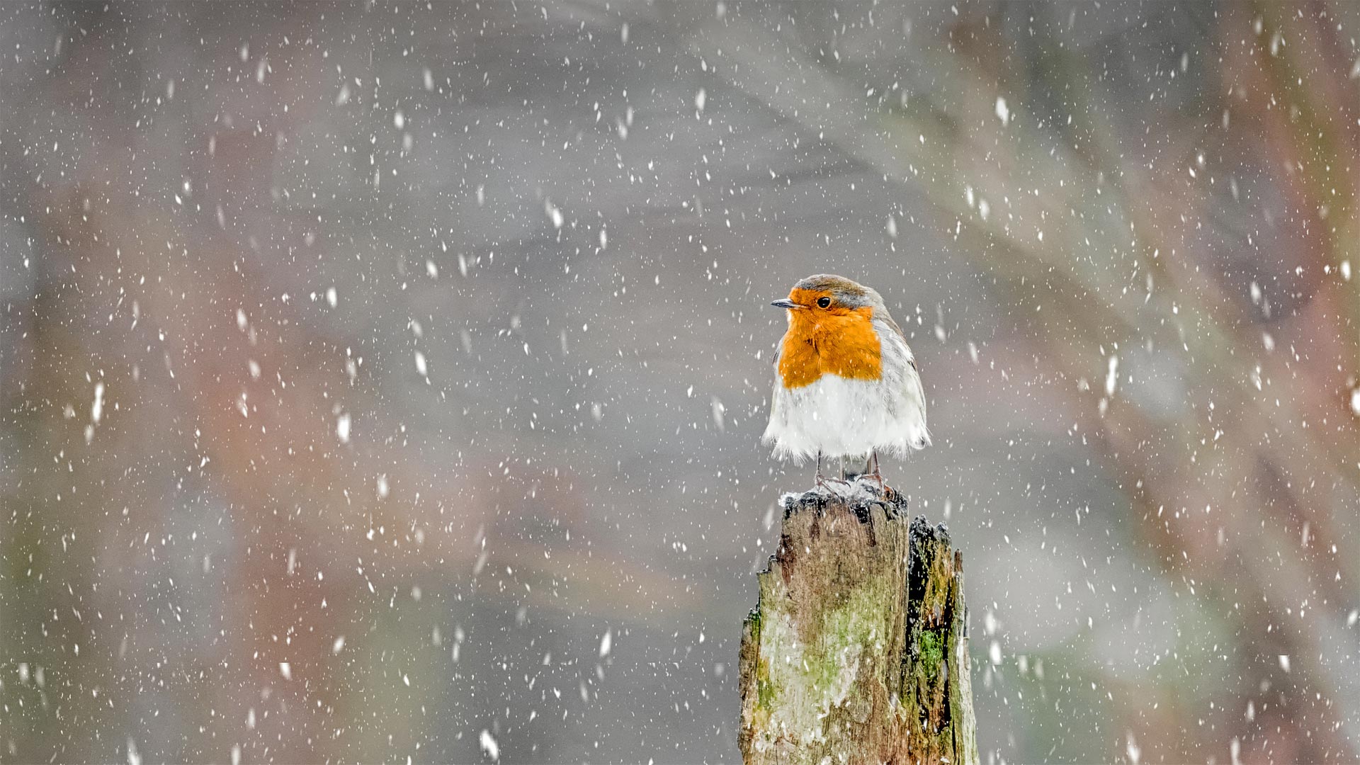 European robin during a winter snowstorm, Peak District National Park, England - Ben Robson Hull Photography/Getty Images)
