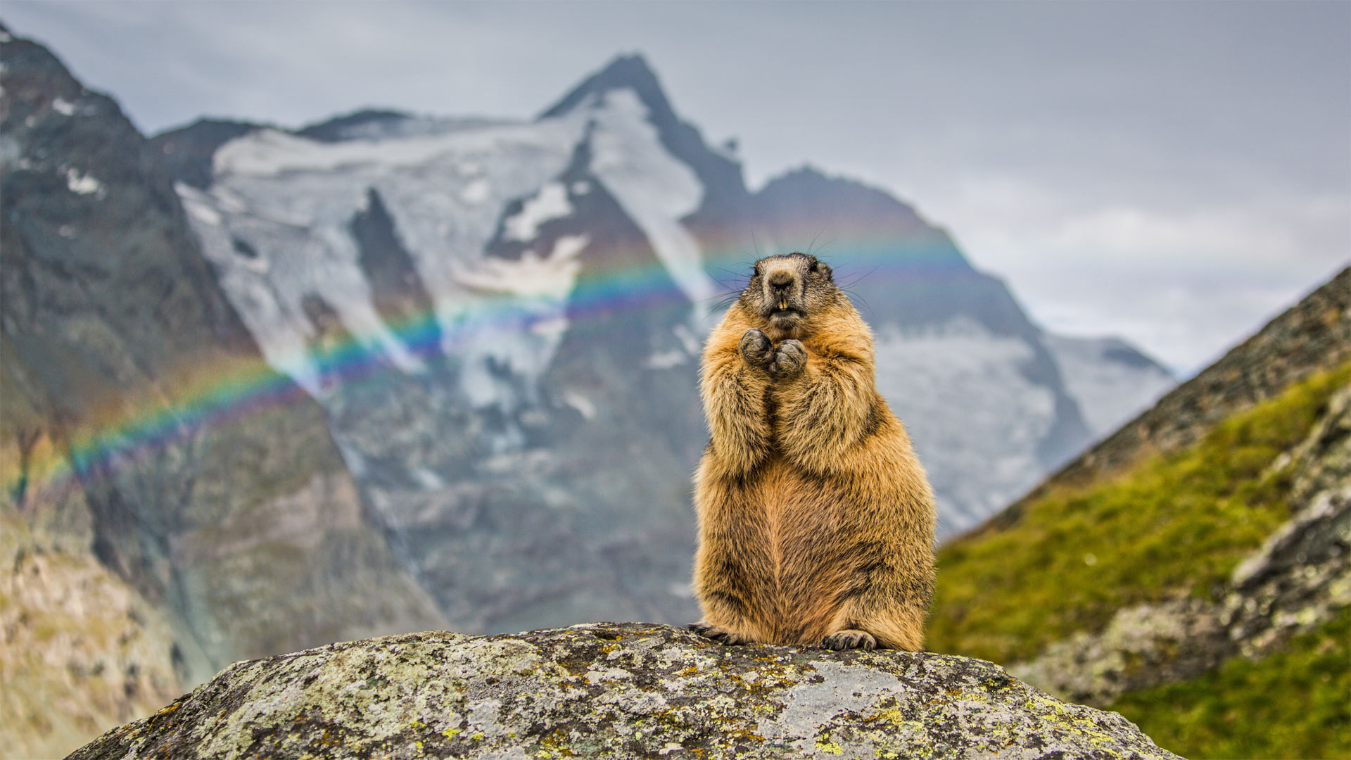 Marmot with the peak of Grossglockner in the background, Austria - SeppFriedhuber/Getty Images)