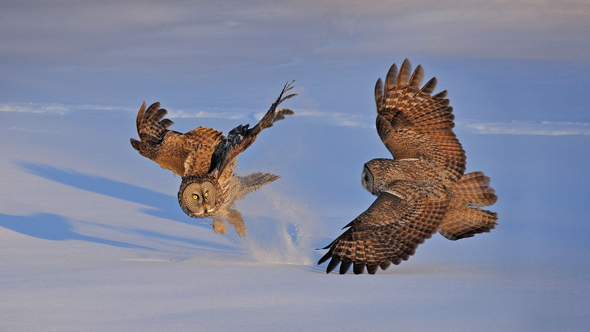 Great gray owls in Montreal, Canada - rollandgelly/Getty Images)