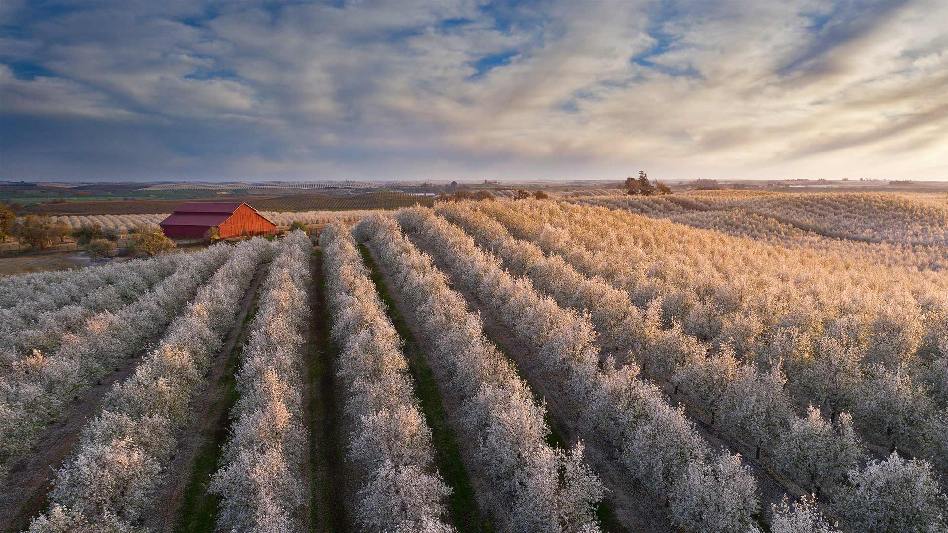 Flowering almond trees in California's Central Valley - Jeffrey Lewis/Tandem Stills + Motion)