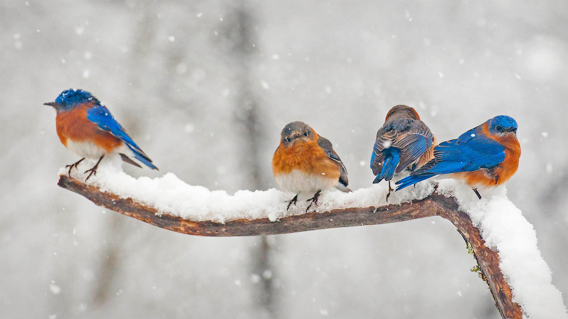Eastern bluebirds in Charlotte, North Carolina - Elizabeth W. Kearley/Getty Images)