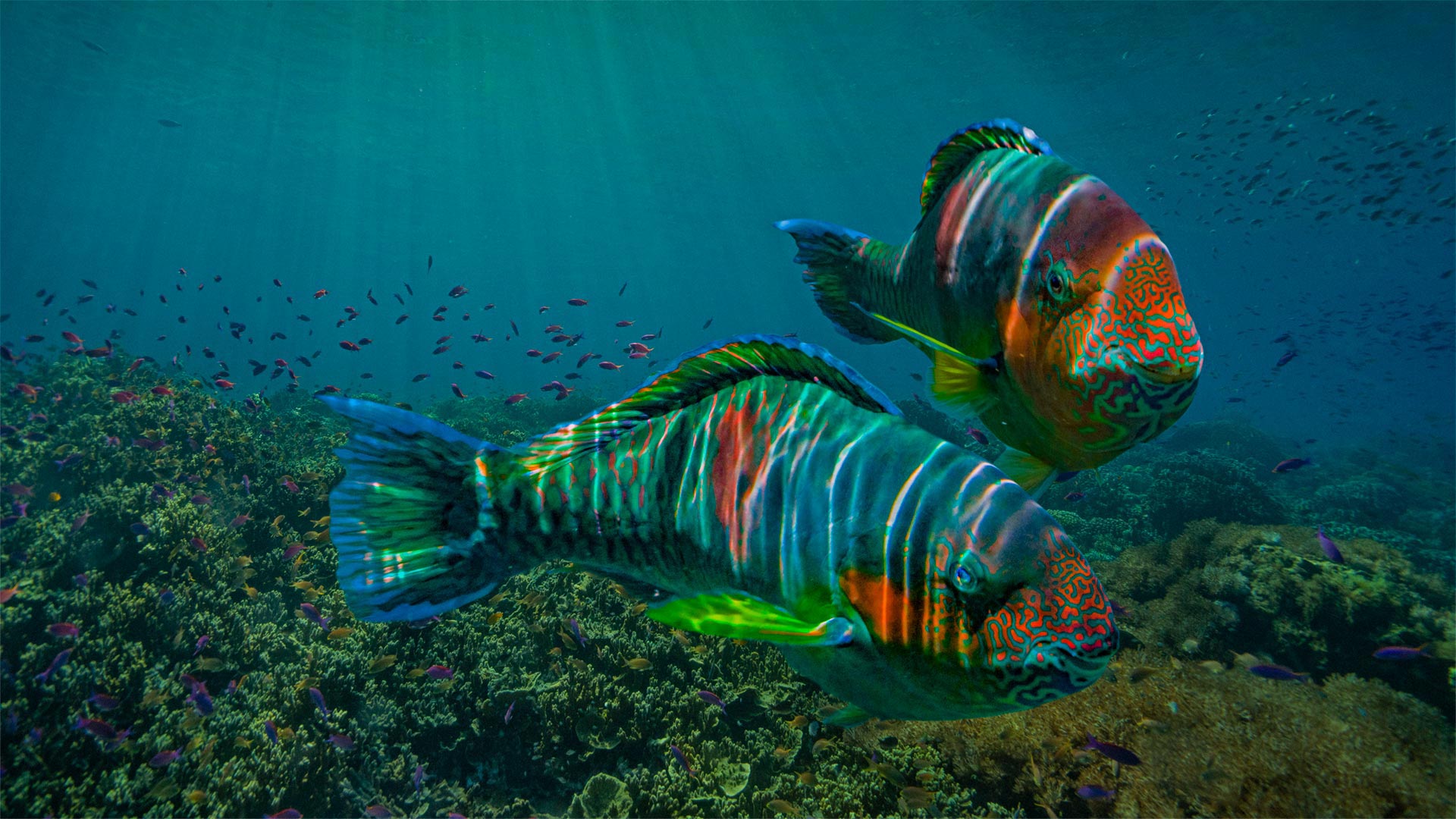 Parrotfish off the coast of Negros Oriental province in the Philippines - Tim Fitzharris