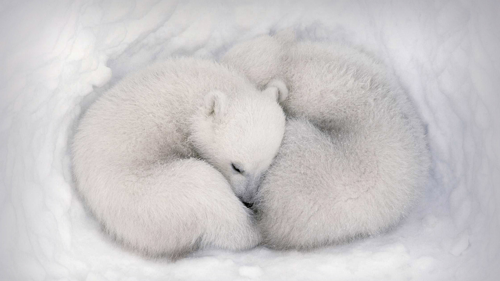 Twin polar bear cubs asleep in a snow den in Wapusk National Park, Manitoba, Canada - AF archive/Alamy)