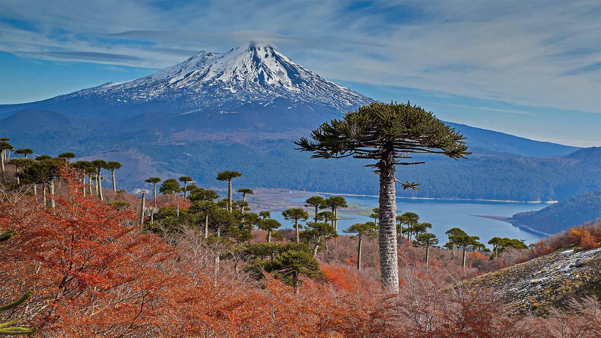 Volcano Llaima with Araucaria trees in the foreground, Conguillío National Park, Chile - Fotografías Jorge León Cabello/Getty Images)